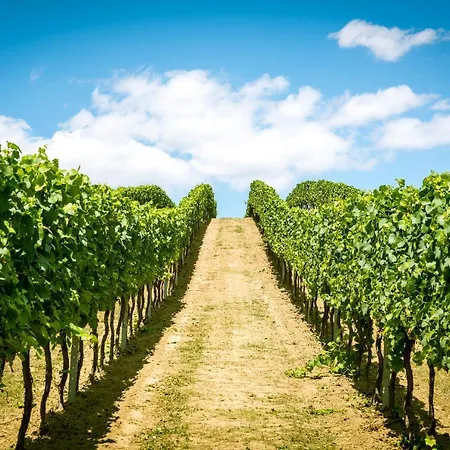 Weingut Burger Pensjonat Kalladorf
