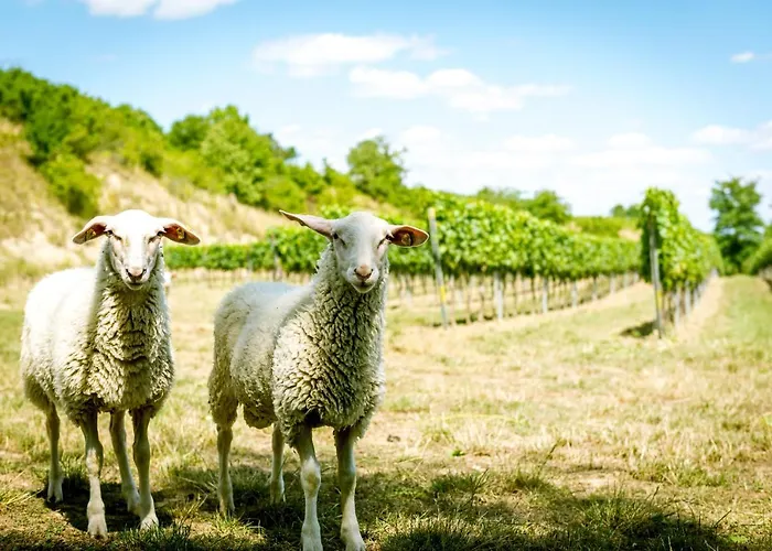 Weingut Burger Kalladorf